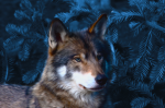 Color Wolf with a blue back ground